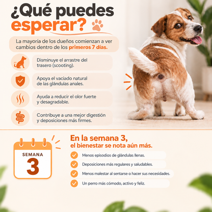 Dermiflora™ – Apoya su bienestar digestivo y el vaciado natural