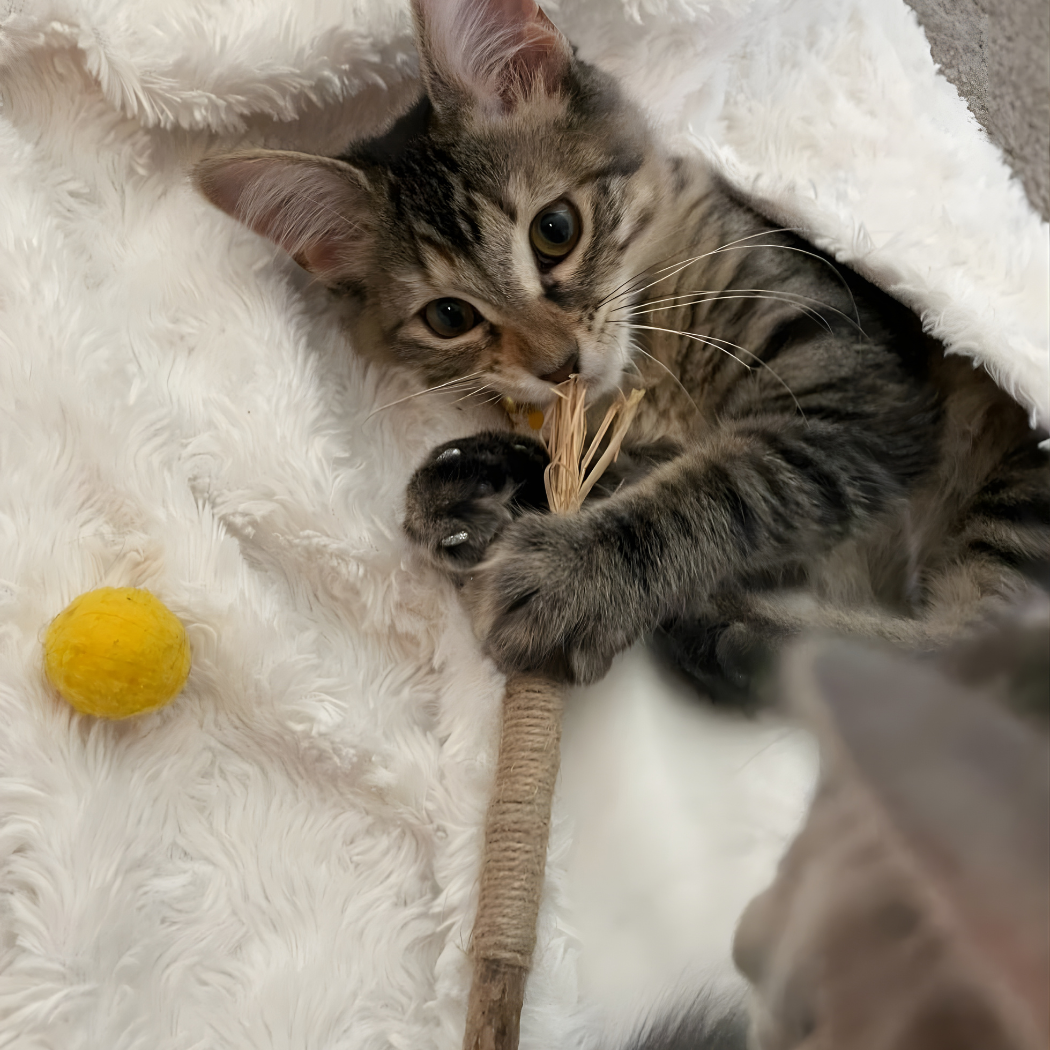 Dental Bite™ - Juguete Dental Natural para Gatos.